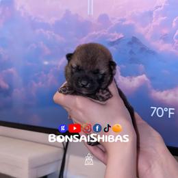 TOKU - Red male Shiba Inu puppy in Minnesota from BonsaiShibas