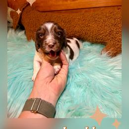 Twix - Chocolate and tan male Dachshund puppy in Louisa, Kentucky from Mini Doxies of Eastern KY