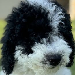 Cockapoo, Goldendoodle, Poodle, and Shihpoo Puppies from Peace, Love, and Puppies at the Creek