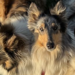 Collies from Country Collies