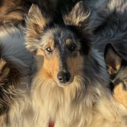 Collies from Country Collies