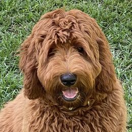 Scotch - Australian Labradoodle