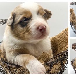 Australian Shepherd Puppies from Soggy Bottom Farms