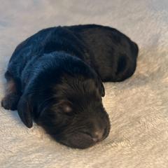 Springerdoodle puppies from Springerdoodles Plus AZ