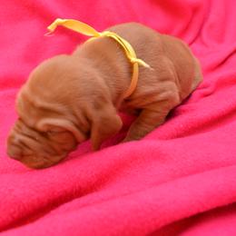 Vizsla Puppies from Summit Vizsla (we can deliver to you)