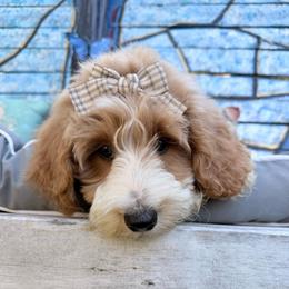 Emmie Faye - Cream female Goldendoodle puppy in Valdosta, Georgia from Designer Doodles of South GA