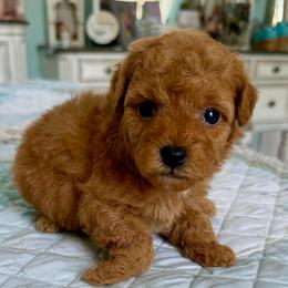 Buzz - Apricot male Goldendoodle puppy in Pensacola, Florida from Goldendoodles Love You in Pensacola Friend Edition