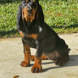 Black and Tan Coonhound Puppies from Classic Coonhounds