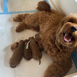 Goldendoodle Puppies from Simply Mini Goldendoodles