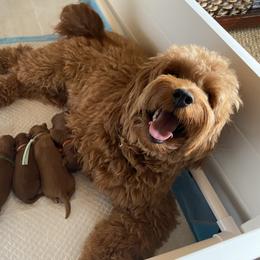 Goldendoodle Puppies from Simply Mini Goldendoodles