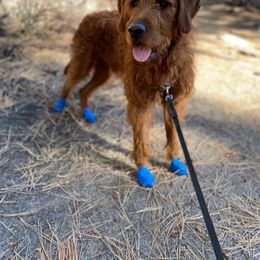 Labradoodle All Grown Up from Jaci Schork's Labradoodles