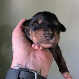 Boy 8 - Black tri-color male Australian Shepherd puppy in London, Kentucky from Kenmont Kennels