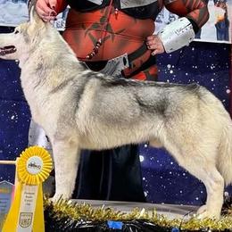 Viktor - Siberian Husky