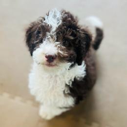 Monte - Brown and white male Sheepadoodle puppy in Spokane, Washington from Downriver Doodles