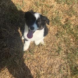 Delta - Black tri male Miniature Australian Shepherd puppy in Weatherford, Texas from F & T Aussies