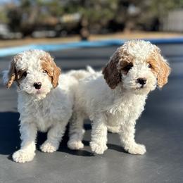 Beska - Parti female Goldendoodle puppy in Mint Hill, North Carolina from DoodleForever