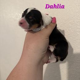 Dahlia - Black and tan female Pembroke Welsh Corgi puppy in Montague, California from Shasta Valley Pembrokes