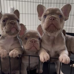 French Bulldog puppies from Your Utah Frenchie