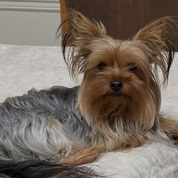 Nay nay - Yorkshire Terrier