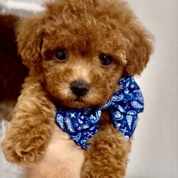Teddy (Tiny Toy Poodle) - Red male Maltipoo puppy in Spring, Texas from GlamPaw Maltipoos
