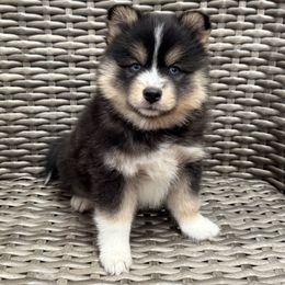 Scone - Tri-color male Pomsky puppy in Hudson, New Hampshire from Granite State Pomskies