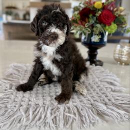 Yellow Collar - Brown and white male Sheepadoodle puppy in Indiahoma, Oklahoma from Farm Fresh Doodles