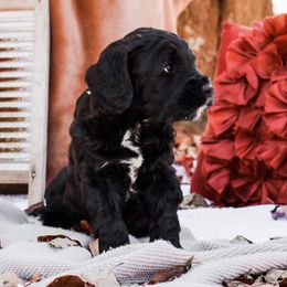 Scout - Australian Labradoodle
