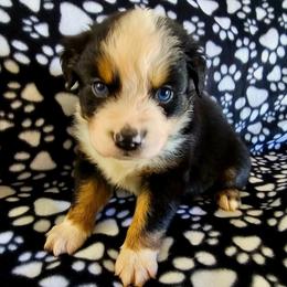 Boy 1 - Black tri male Miniature American Shepherd puppy in Placentia, California from Tru Cal Aussies