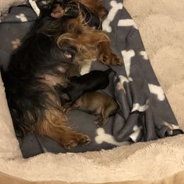 Yorkipoo Puppies from Tuts Pups Cafe