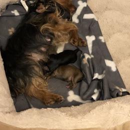 Yorkipoo Puppies from Tuts Pups Cafe