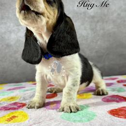 Hug Me - Black white and brown male Basset Hound puppy in Dingess, West Virginia from Tuckers' Howling Hounds