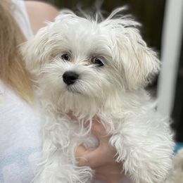Banny - Maltese
