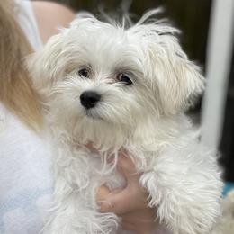 Banny - Maltese