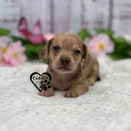Sadie (SHORTHAIR) - Dapple female Dachshund puppy in Nashville, Arkansas from Cuddles n Curls