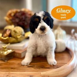 Gluey - Black and white male Bernedoodle puppy in Jackson, Mississippi from T.M. Poodles & Doodles