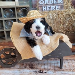 Bernedoodle Puppies from M2 Bernedoodles