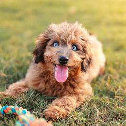 Juliet - Blue merle female Aussiedoodle puppy in Yantis, Texas from Marie Mini Aussies