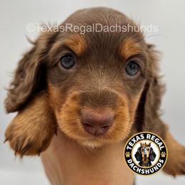 Milo - Chocolate and tan male Dachshund puppy in Houston, Texas from Texas Regal Dachshunds LLC