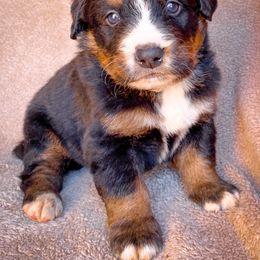 Bernedoodle, Bernese Mountain Dog, and Siberian Husky Puppies from Timberline Paws