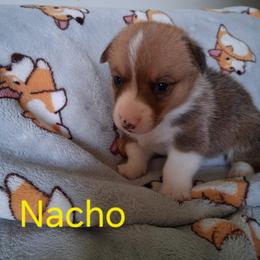 Nacho - Red male Pembroke Welsh Corgi puppy in Kingman, Kansas from Tiny Titans K9