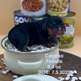 Girl 3 - Black and tan female Cavalier King Charles Spaniel puppy in Bainbridge, New York from M & M Cavaliers