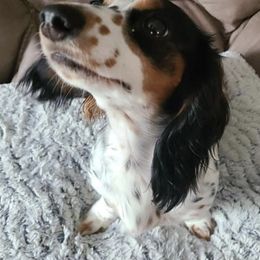 Dachshunds from Mylo's Dachshund's of Texas