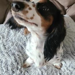 Dachshunds from Mylo's Dachshund's of Texas