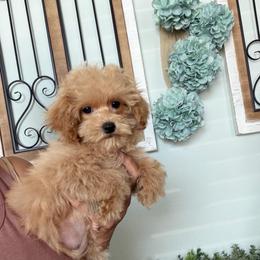 Lady Evie - Apricot female Maltipoo puppy in Southern,, California from Maltipoo Tiny Pups & More
