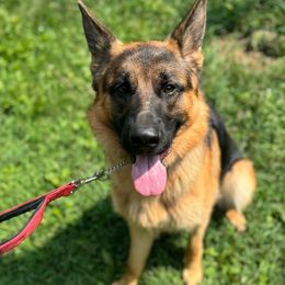 Taurus De La Madonina - German Shepherd