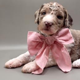 Cheyenne - Red merle female Aussiedoodle puppy in Claremont, North Carolina from Magnolia Grove Farms