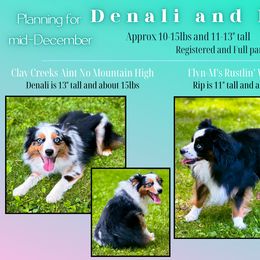 Miniature Australian Shepherd puppies from Dusty Spring Australian Shepherds, LLC