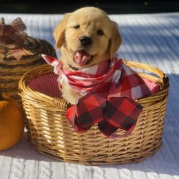 Golden Retriever Puppies from All shades Golden