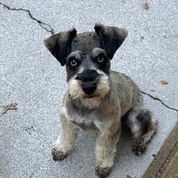 Dolly - Miniature Schnauzer
