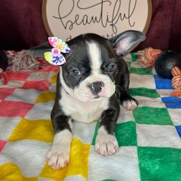 Sarah - Black brindle and white female Boston Terrier puppy in Mountain Home, Arkansas from B and T Lewis Farms